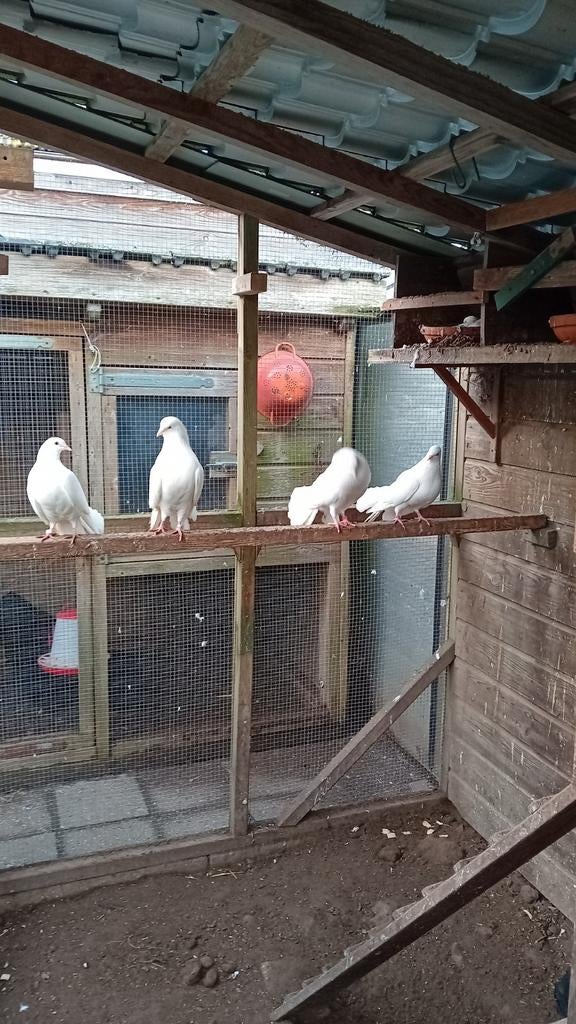 Witte pauwstaarten te koop €15,00 per koppel, Dieren en Toebehoren, Vogels | Duiven, Meerdere dieren, Overige soorten