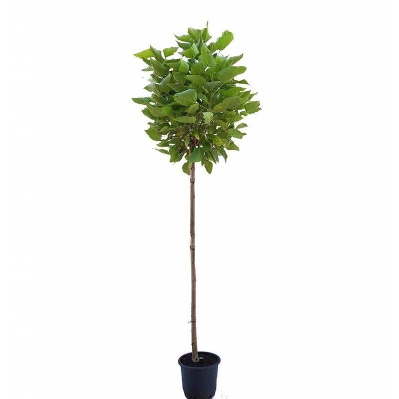 Catalpa op stam, 100 tot 250 cm, Zomer, Ophalen, Volle zon