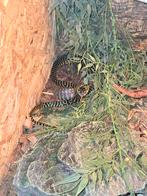 Boiga dendrophila gemmicincta, Dieren en Toebehoren, Slang, 0 tot 2 jaar