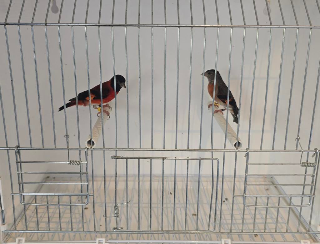 Kapoetsensijs, Meerdere dieren, Wildzangvogel, Geringd