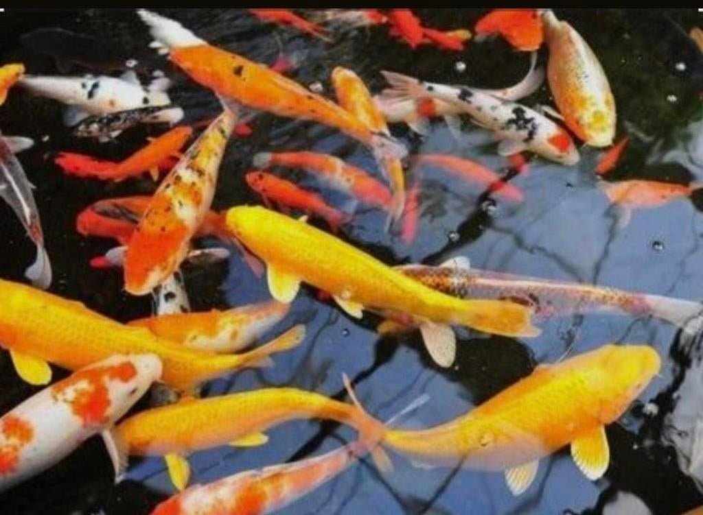 Gezocht/ gevraagt, Goudvis(sen)