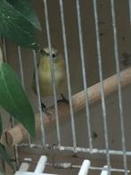 Senegal brilvogel EK 2026, Dieren en Toebehoren, Vogels | Overige Vogels, Mannelijk, Tropenvogel, Geringd