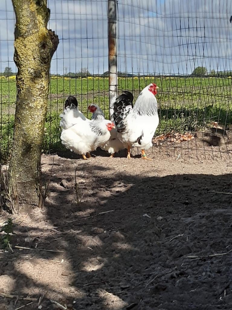 Broedeieren van wyandotte kriel columbia, Dieren en Toebehoren, Pluimvee, Geslacht onbekend, Kip