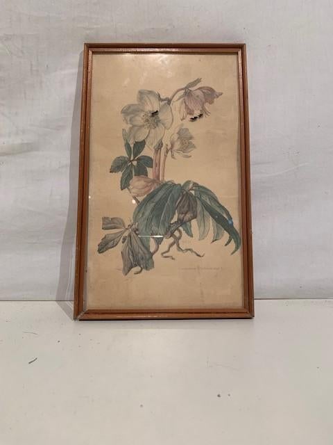 schilderij plantje, Tuin en Terras, Planten | Tuinplanten, Ophalen of Verzenden, Volle zon