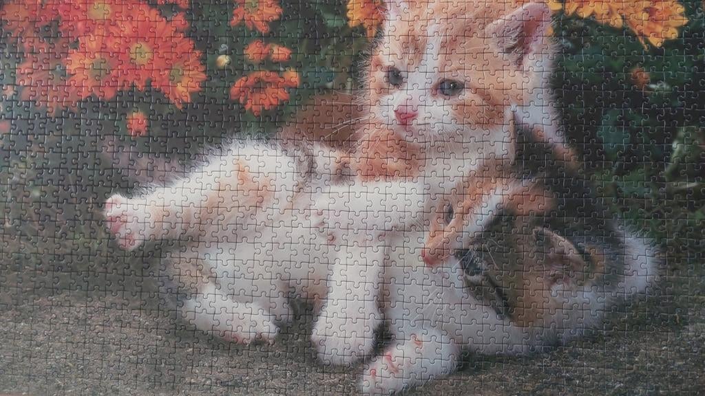 Legpuzzel 2 kittens, 1496 stukjes, 85x60 cm, compleet, Ophalen of Verzenden, 500 t/m 1500 stukjes, Gebruikt, Legpuzzel