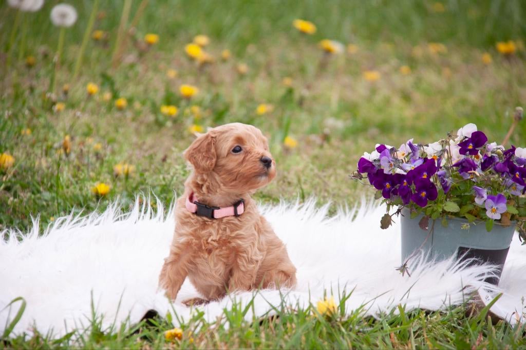 De allerliefste maltipoo pups te koop!, Overige rassen, 8 tot 15 weken, Meerdere, Meerdere dieren