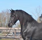 3 jarige Friese merrie v.Jouwe, Merrie, Met stamboom, Dressuurpaard, 3 tot 6 jaar