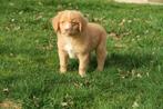 Nova Scotia Duck Toller Retriever pups, Dieren en Toebehoren, Parvo, Nederland, Overige rassen, 8 tot 15 weken
