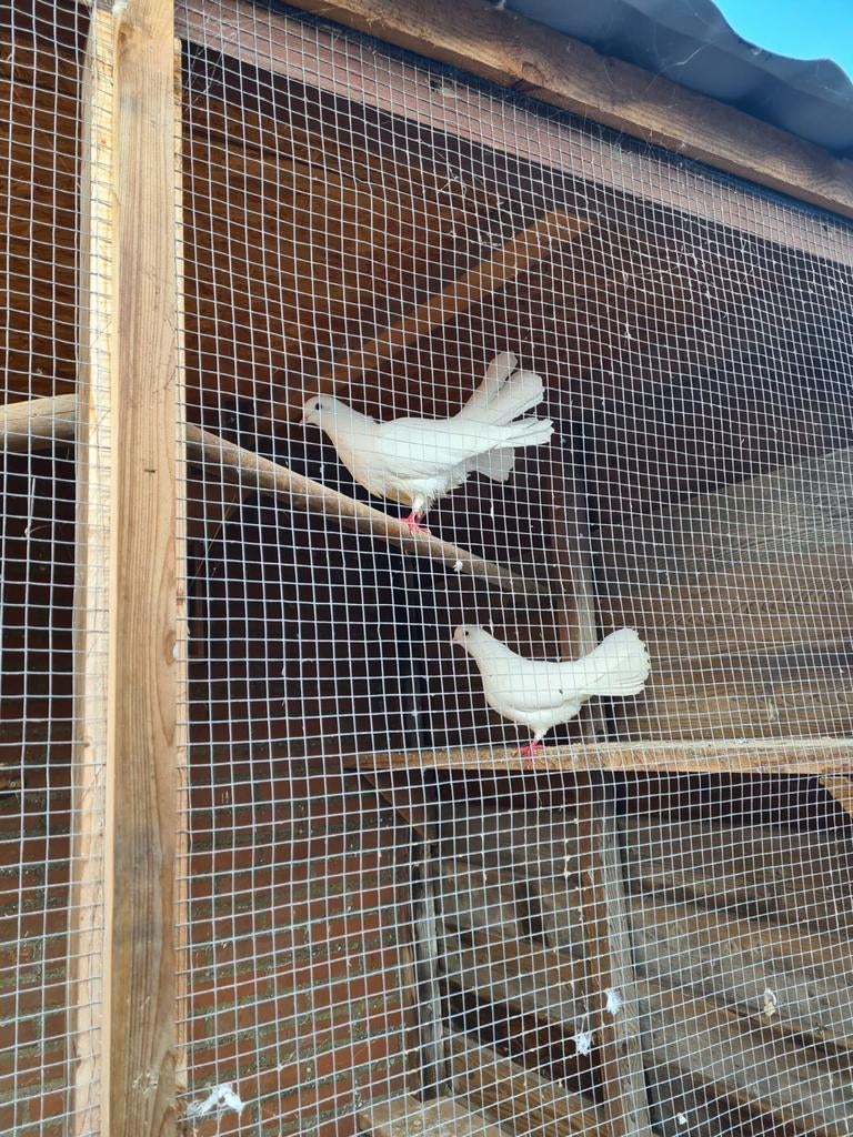 Sierduiven, Meerdere dieren, Tuimelaar of Roller