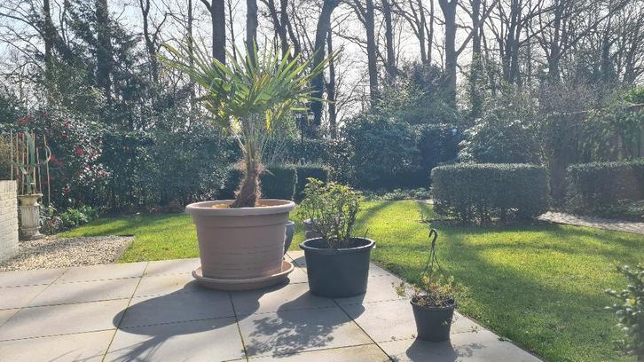 Mooie zeer grote kunststof bloempot met schaal, Tuin en Terras, Bloempotten, Zo goed als nieuw, Kunststof, Balkon, Tuin, 40 tot 70 cm