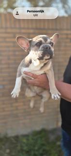 Te koop leuk Blue Tan Franse Bulldog pup, Parvo, 8 tot 15 weken, Teef, Bulldog