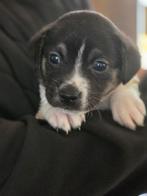 Pup zoekt thuis terrier mix, Reu, 8 tot 15 weken, Parvo, Eén hond