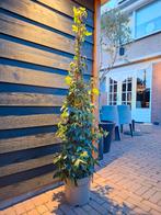 Passiebloem piramide 160 hoog !!, Tuin en Terras, Planten | Tuinplanten, Ophalen, Overige soorten, Volle zon