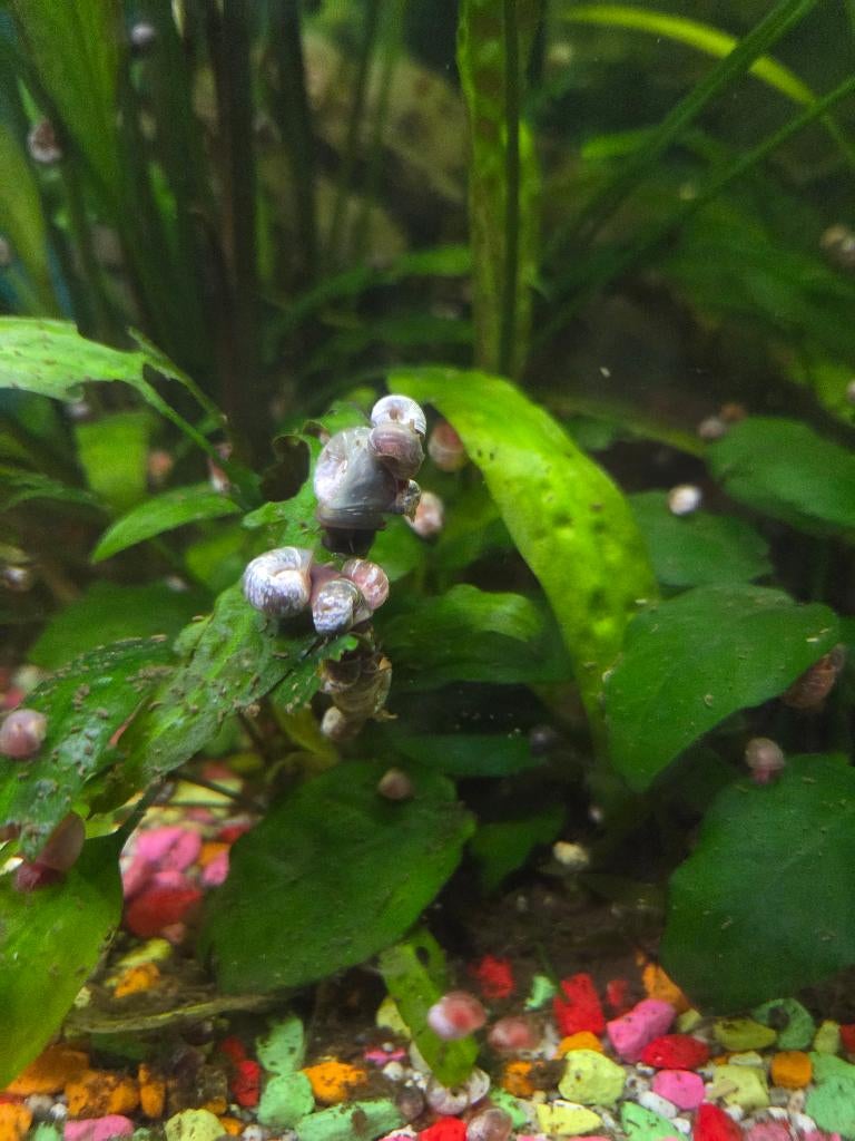 Posthoornslakken / Ramshoornslakken, Slak of Weekdier, Zoetwatervis