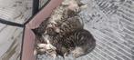 4 kittens, Dieren en Toebehoren, Katten en Kittens | Raskatten | Korthaar