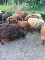 Ouessant ooien te koop, Dieren en Toebehoren, Schapen, Geiten en Varkens, Meerdere dieren, Schaap