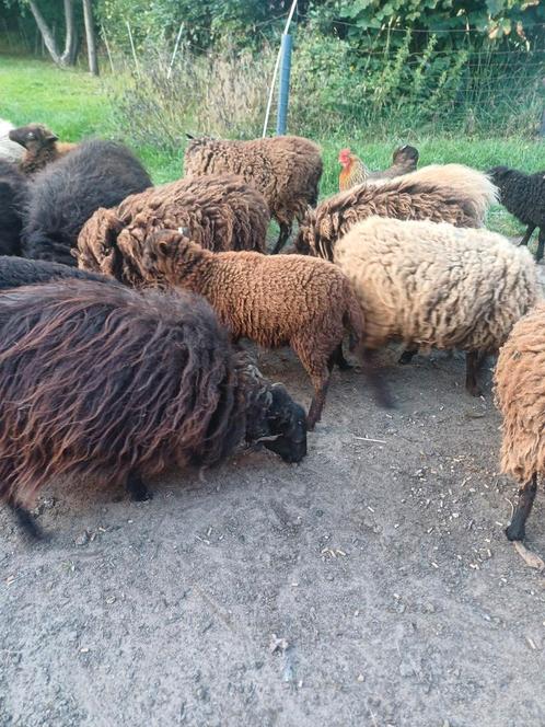Ouessant ooien te koop, Dieren en Toebehoren, Schapen, Geiten en Varkens, Schaap, Meerdere dieren