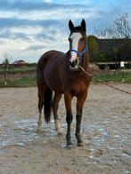 Super lieve 2,5 jarige merrie, Dieren en Toebehoren, Paarden, Merrie, Onbeleerd, 160 tot 165 cm, 3 tot 6 jaar
