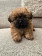 Prachtige Boomer pups te koop !, Rabiës (hondsdolheid), Overige rassen, 8 tot 15 weken, Meerdere