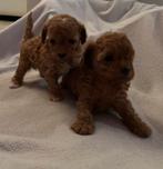 Toy poedel puppys, Poedel, Reu, CDV (hondenziekte), 8 tot 15 weken