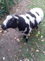 Bonte dekram, Mannelijk, Schaap, 0 tot 2 jaar
