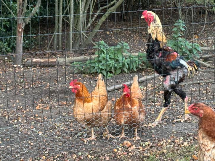 Indio Gigante broedeieren het grootste kippenras ter wereld, Dieren en Toebehoren, Pluimvee, Kip, Geslacht onbekend
