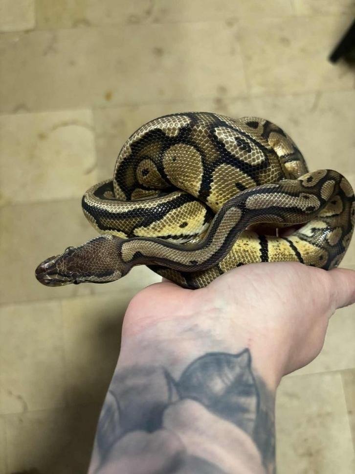 1.0 Red Stripe 66% Het Desert Ghost,  Ball python Ball Python - male for sale from E&M Reptiles