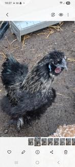 Haan zwart, Mannelijk, Kip