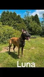 Mechelse herder .., Dieren en Toebehoren, Honden | Herdershonden en Veedrijvers, CDV (hondenziekte), 1 tot 2 jaar, Teef, Eén hond