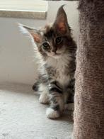 Mainecoons xxl, Meerdere dieren, Gechipt, 0 tot 2 jaar