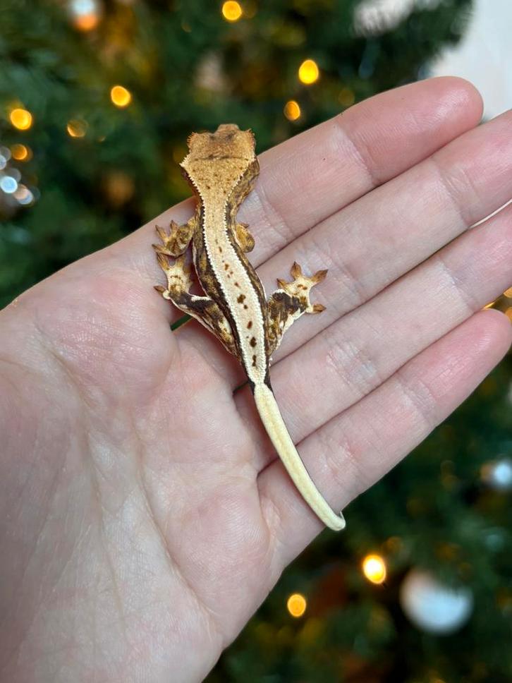 Lilly White wimpergekko Crested Gecko - unknown for sale from Devilish Exotics