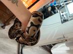 Koningspython, ballpython + terrarium en toebehoren, Dieren en Toebehoren, Reptielen en Amfibieën, Slang, Tam
