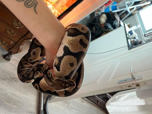 Koningspython, ballpython + terrarium en toebehoren, Dieren en Toebehoren, Reptielen en Amfibieën, Slang, Tam