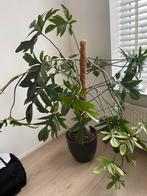 Kamerplant met pot, Ophalen, Overige soorten, Minder dan 100 cm