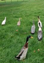 Indische loopeenden,  flessenhals eenden, woerden te koop, Meerdere dieren, Eend