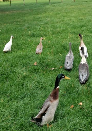 Indische loopeenden,  flessenhals eenden, woerden te koop beschikbaar voor biedingen