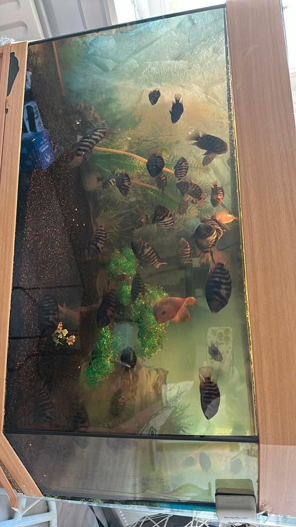 Zebra Cichliden, Dieren en Toebehoren, Vissen | Aquariumvissen, Vis