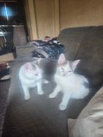 2  vrouwtjes kitten, Dieren en Toebehoren, Katten en Kittens | Overige Katten, Poes, Kortharig