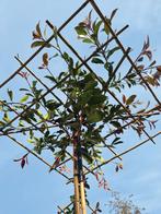Dakphotinia, dak Glansmispel Photinia Red Robin 120x120cm, Tuin en Terras, Planten | Bomen, In pot, Dakboom, Zomer, Ophalen of Verzenden
