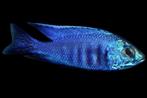 Malawi Cichliden: Copadichromis azureus Mbenji, Dieren en Toebehoren, Vissen | Aquariumvissen, Vis, Zoetwatervis