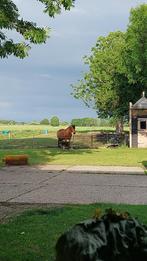 GEZOCHT: pensionplek voor een brave merrie. Noord Nederland., Dieren en Toebehoren, Stalling en Weidegang, 1 paard of pony