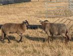 Te koop Drentse heideschapen heideschaap, Dieren en Toebehoren, Vrouwelijk, Geit