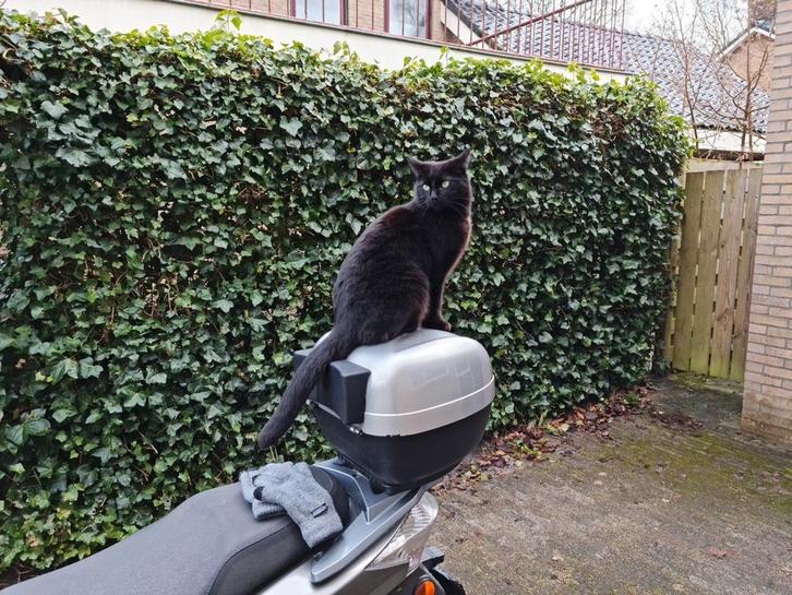 Tedje, grote zwarte kater, Dieren en Toebehoren, Katten en Kittens | Overige Katten, Kater