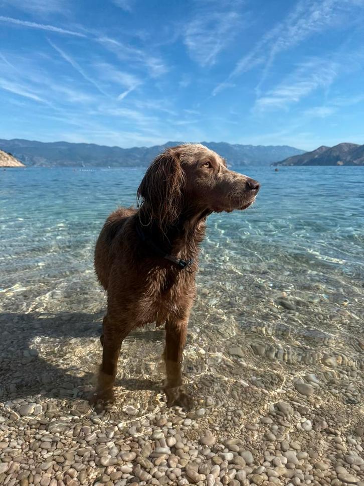 Weimaraner langhaar pups, Dieren en Toebehoren, Honden | Setters en Staande honden, Meerdere dieren, Overige rassen, Fokker | Professioneel
