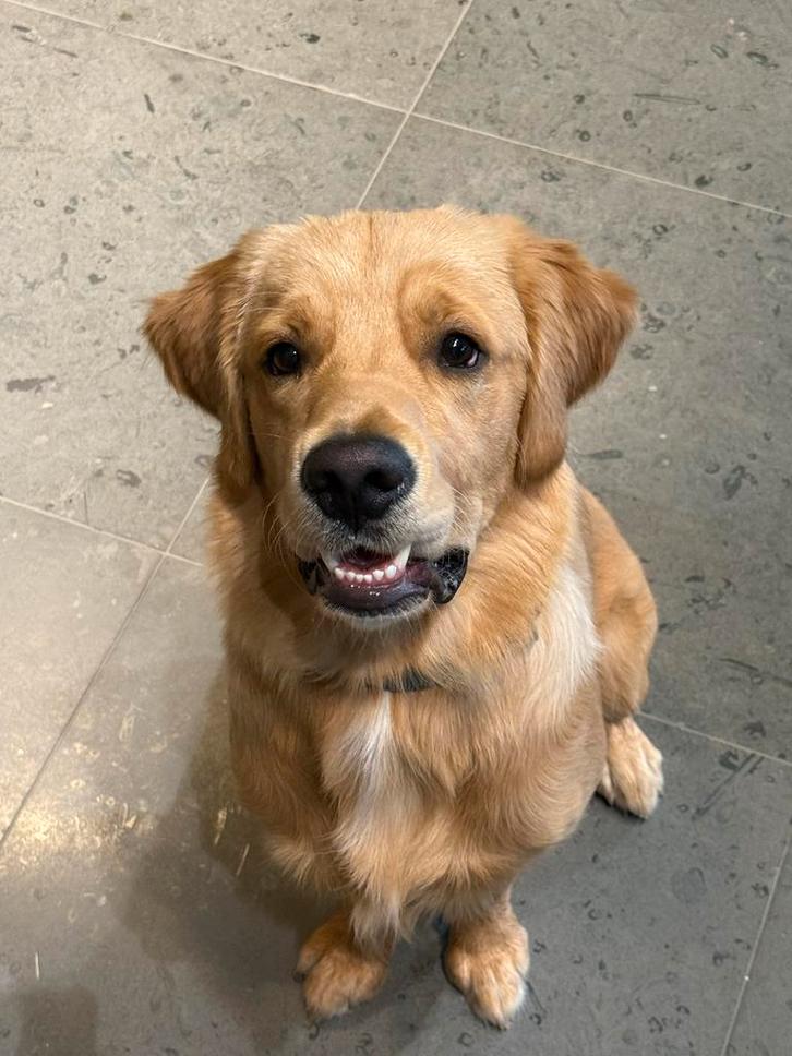 Grote vriendelijke Golden Retriever dekreu met stamboom, Dieren en Toebehoren, Honden | Dekreuen, Reu, Fokker | Hobbymatig, Eén hond