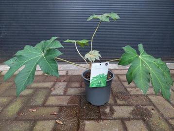 Tetrapanax Papyrifera - Chinese Rijstpapierplant H: 53 cm. beschikbaar voor biedingen