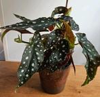 Kamerplant: stippenbegonia / stippenplant - 30 cm hoog, Huis en Inrichting, Kamerplanten, Ophalen, Overige soorten, Halfschaduw