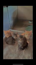 Maine Coon Kittens, Gechipt, Meerdere dieren, 0 tot 2 jaar