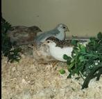 Jonge dwergkwartels, Dieren en Toebehoren, Vogels | Overige Vogels, Meerdere dieren