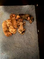 Dwergteckel pups, Dieren en Toebehoren, Honden | Teckels en Dashonden, CDV (hondenziekte), 8 tot 15 weken, Korthaar, Dwerg